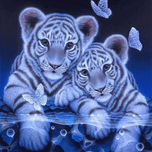 Tiger motiv 5D Diamond painting – 40 x 50 cm