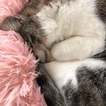 Donut hundeseng med plys – Flere farver