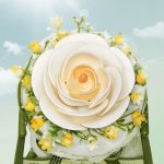 Camellia byg selv blomst Rokr™ (AF011)